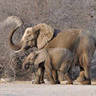 Etosha - Goas - Elephants